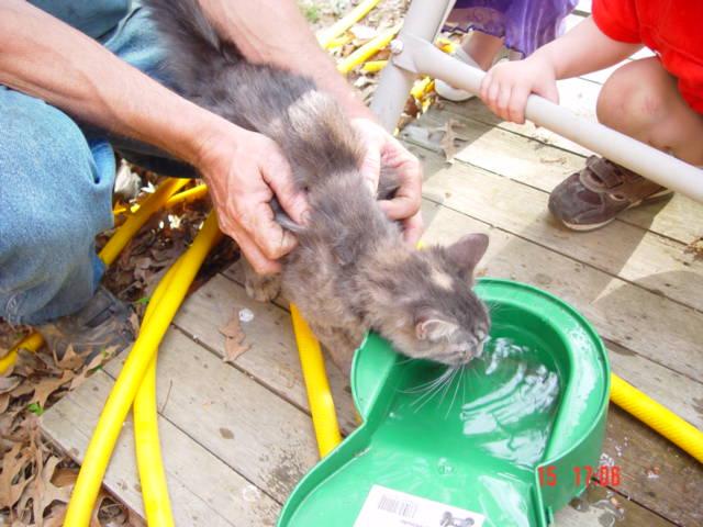 Saving Easter Kitten